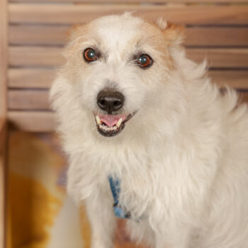 Concorso Fotografico - QuattroZampe in Fiera - Roma - Marzo 2026