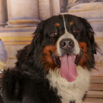 Concorso Fotografico - QuattroZampe in Fiera - Roma - Marzo 2026