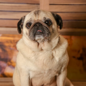 Concorso Fotografico - QuattroZampe in Fiera - Roma - Marzo 2026