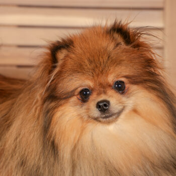 Concorso Fotografico - QuattroZampe in Fiera - Roma - Marzo 2026