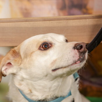 Concorso Fotografico - QuattroZampe in Fiera - Roma - Marzo 2026