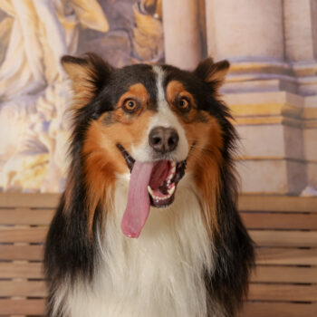 Concorso Fotografico - QuattroZampe in Fiera - Roma - Marzo 2026