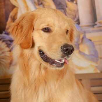 Concorso Fotografico - QuattroZampe in Fiera - Roma - Marzo 2026