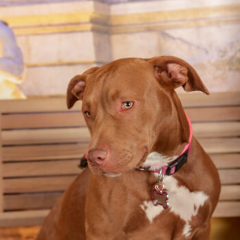 Concorso Fotografico - QuattroZampe in Fiera - Roma - Marzo 2026