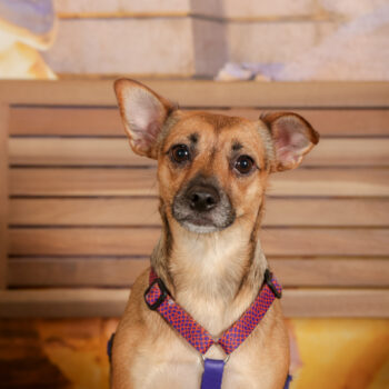 Concorso Fotografico - QuattroZampe in Fiera - Roma - Marzo 2026