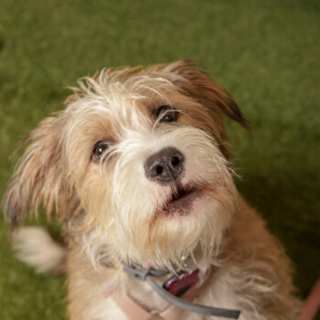 Concorso Fotografico - QuattroZampe in Fiera - Roma - Marzo 2026