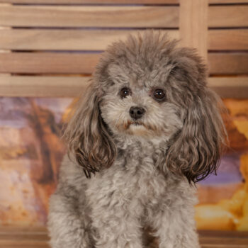 Concorso Fotografico - QuattroZampe in Fiera - Roma - Marzo 2026