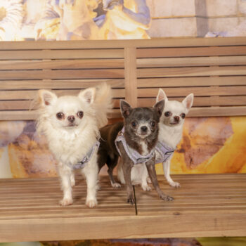 Concorso Fotografico - QuattroZampe in Fiera - Roma - Marzo 2026