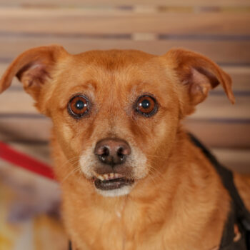 Concorso Fotografico - QuattroZampe in Fiera - Roma - Marzo 2026