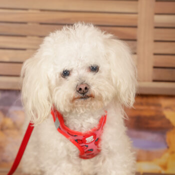 Concorso Fotografico - QuattroZampe in Fiera - Roma - Marzo 2026