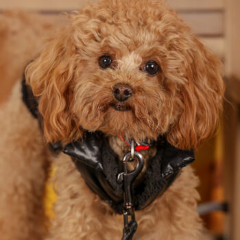 Concorso Fotografico - QuattroZampe in Fiera - Roma - Marzo 2026