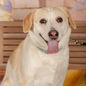 Concorso Fotografico - QuattroZampe in Fiera - Roma - Marzo 2026