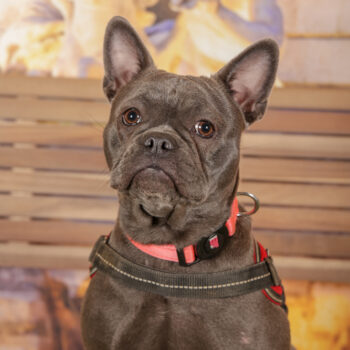 Concorso Fotografico - QuattroZampe in Fiera - Roma - Marzo 2026