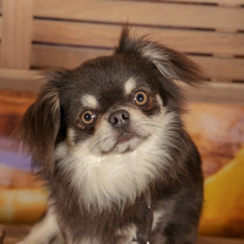 Concorso Fotografico - QuattroZampe in Fiera - Roma - Marzo 2026