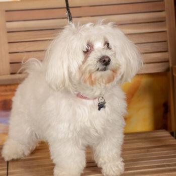 Concorso Fotografico - QuattroZampe in Fiera - Roma - Marzo 2026