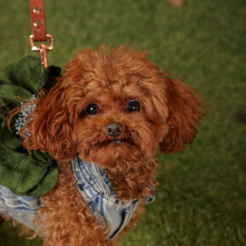 Concorso Fotografico - QuattroZampe in Fiera - Roma - Marzo 2026