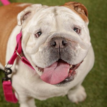 Concorso Fotografico - QuattroZampe in Fiera - Roma - Marzo 2026