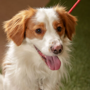 Concorso Fotografico - QuattroZampe in Fiera - Roma - Marzo 2026