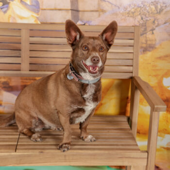 Concorso Fotografico - QuattroZampe in Fiera - Roma - Marzo 2026