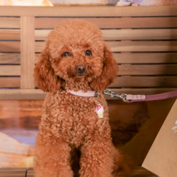 Concorso Fotografico - QuattroZampe in Fiera - Roma - Marzo 2026