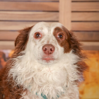 Concorso Fotografico - QuattroZampe in Fiera - Roma - Marzo 2026