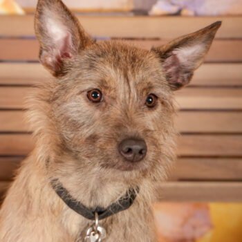 Concorso Fotografico - QuattroZampe in Fiera - Roma - Marzo 2026