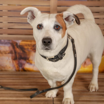 Concorso Fotografico - QuattroZampe in Fiera - Roma - Marzo 2026