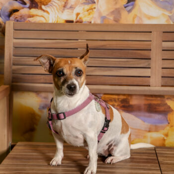 Concorso Fotografico - QuattroZampe in Fiera - Roma - Marzo 2026