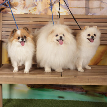 Concorso Fotografico - QuattroZampe in Fiera - Roma - Marzo 2026