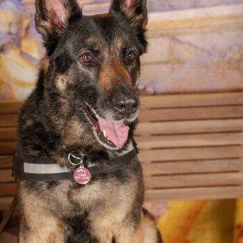 Concorso Fotografico - QuattroZampe in Fiera - Roma - Marzo 2026