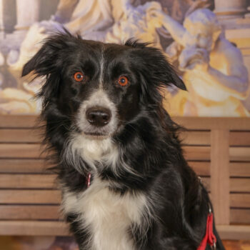 Concorso Fotografico - QuattroZampe in Fiera - Roma - Marzo 2026