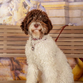 Concorso Fotografico - QuattroZampe in Fiera - Roma - Marzo 2026