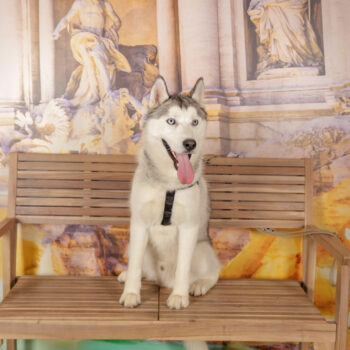 Concorso Fotografico - QuattroZampe in Fiera - Roma - Marzo 2026