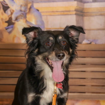 Concorso Fotografico - QuattroZampe in Fiera - Roma - Marzo 2026