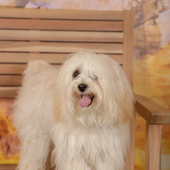 Concorso Fotografico - QuattroZampe in Fiera - Roma - Marzo 2026