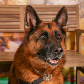 Concorso Fotografico - QuattroZampe in Fiera - Roma - Marzo 2026