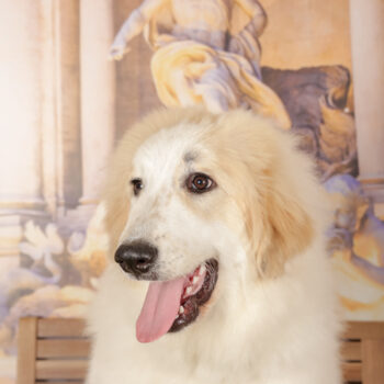 Concorso Fotografico - QuattroZampe in Fiera - Roma - Marzo 2026