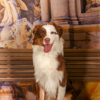 Concorso Fotografico - QuattroZampe in Fiera - Roma - Marzo 2026