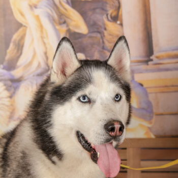 Concorso Fotografico - QuattroZampe in Fiera - Roma - Marzo 2026