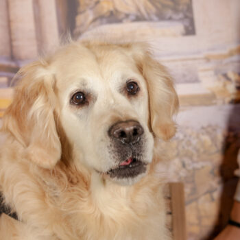 Concorso Fotografico - QuattroZampe in Fiera - Roma - Marzo 2026