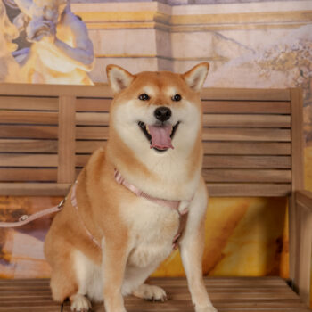 Concorso Fotografico - QuattroZampe in Fiera - Roma - Marzo 2026