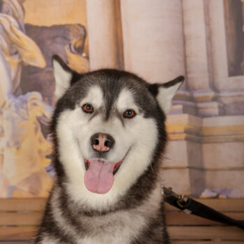 Concorso Fotografico - QuattroZampe in Fiera - Roma - Marzo 2026