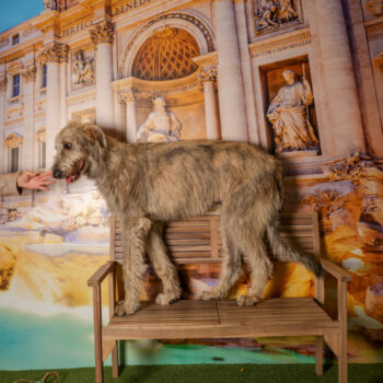 Concorso Fotografico - QuattroZampe in Fiera - Roma - Marzo 2026