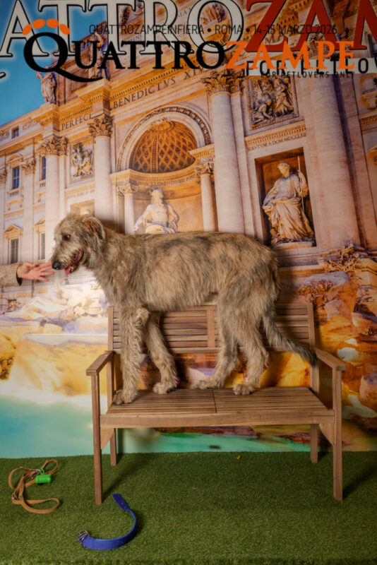 Concorso Fotografico - QuattroZampe in Fiera - Roma - Marzo 2026