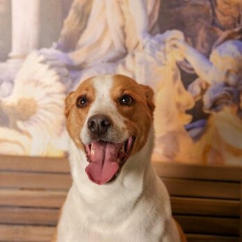 Concorso Fotografico - QuattroZampe in Fiera - Roma - Marzo 2026