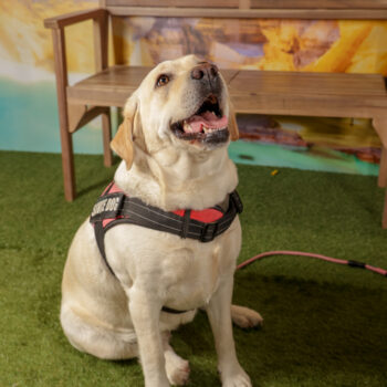 Concorso Fotografico - QuattroZampe in Fiera - Roma - Marzo 2026