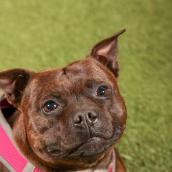 Concorso Fotografico - QuattroZampe in Fiera - Roma - Marzo 2026