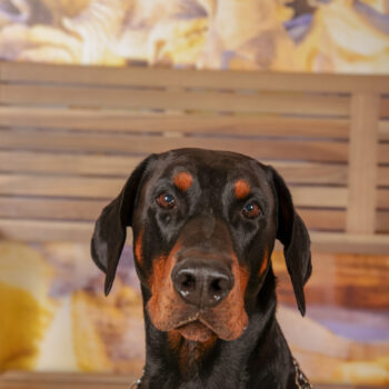 Concorso Fotografico - QuattroZampe in Fiera - Roma - Marzo 2026