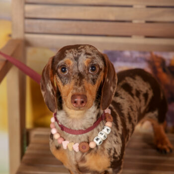 Concorso Fotografico - QuattroZampe in Fiera - Roma - Marzo 2026