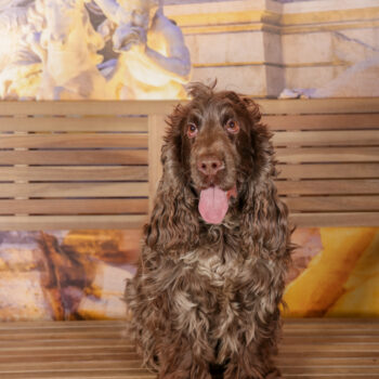 Concorso Fotografico - QuattroZampe in Fiera - Roma - Marzo 2026